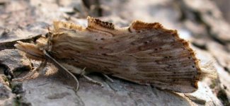 pale prominent (24 April).jpg