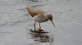 Redshank.jpg