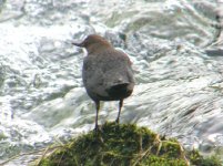 Dipper Lathkilldale 120307.jpg