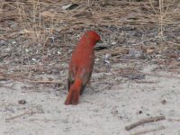 red bird 1.jpg