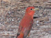 red bird 2.jpg