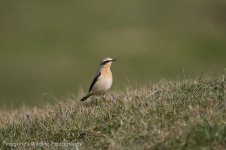 Wheatear.jpg