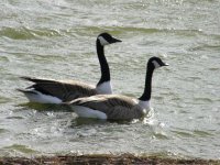 Canada Geese.jpg