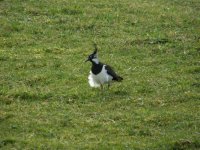 Lapwing.jpg