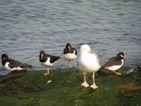 Oyster Catchers.jpg