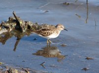 Least Sandpiper.jpg