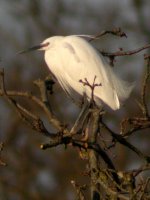 little egret beaulieu 4 apr 07.jpg