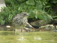 Rock Pipit 03 copy.jpg