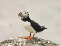 010701 Puffin.jpg