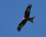 Red Kite.jpg