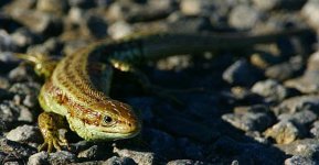 Common Lizard.jpg