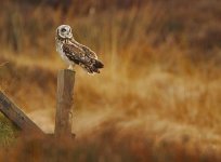 Short-eared Owl 2.jpg