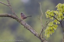 Dartford Warbler.jpg