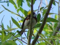 Chestnut-sided.jpg