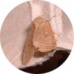 moth20April.jpg