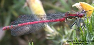 large red damselflylw.jpg