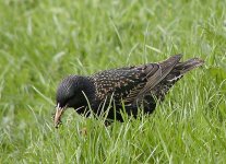 european-starling.jpg