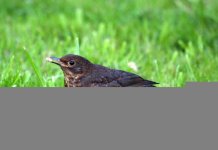 blackbird juvenile  feeding 2 031.jpg
