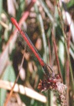 small_red_damselfly.jpg