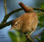 wren at titchwell b-forum.jpg