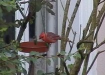 Cardinal 002.jpg