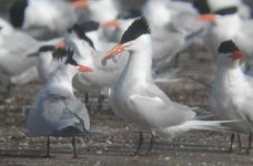 Unk. Tern Texas Gulf Altern. Plum. 1.jpg