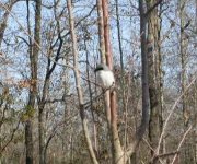 loggerhead shrike.jpg