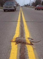 roadkill[1].JPG