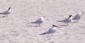 Royal Terns 1.jpg