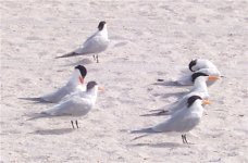 Royal Terns 2.jpg