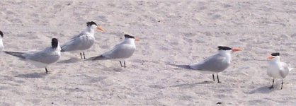 Royal Terns 3.jpg