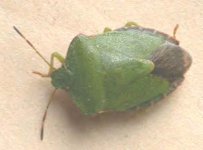 Green Shieldbug (Irish spm) Angus.1.psd.jpg