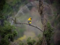 yellow bird - reduced size.jpg