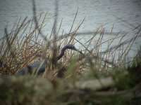 little blue heron - small version.jpg