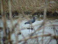 mystery heron - small version.jpg