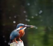 kingfisher.jpg