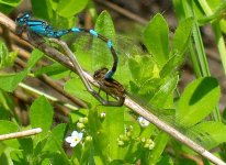 tule bluets - wheel p5310318w.jpg