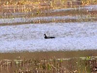 crested duck ID 1a.jpg