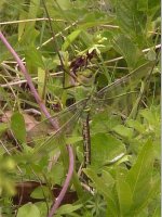 immature male emperor [anax imperator] on fly orchid 2 - homefield wood.jpg