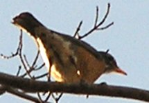 bird Id 3.jpg