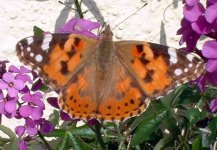 painted lady4.jpg