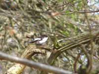 Pied Flycatcher (800 x 600).jpg