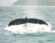 whale.GIF
