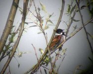 reedbunting 31-05-2003.jpg