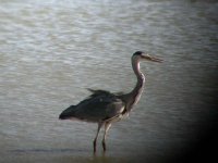 Heron 180097b.jpg