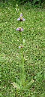 bee orchid full.jpg