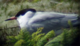 TERN_SP_A_COPY.JPG