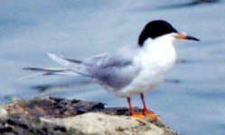 Forster's tern-breeding.jpg