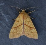 Orange Sallow; Wandsworth; 04.09.04.jpg