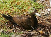 4381BROWN_BOOBY.jpg